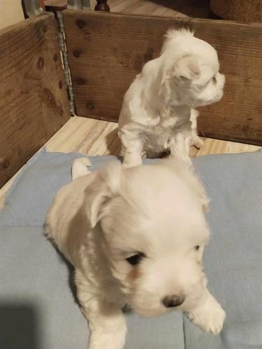 Maltese 