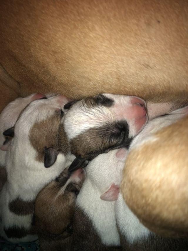 pitbulla