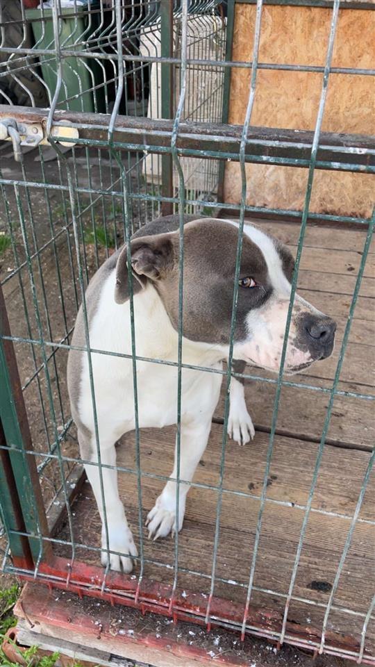 Pitbull