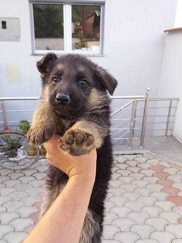 Pastor-gjerman-