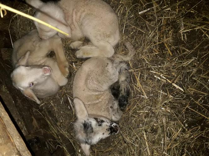 Dele