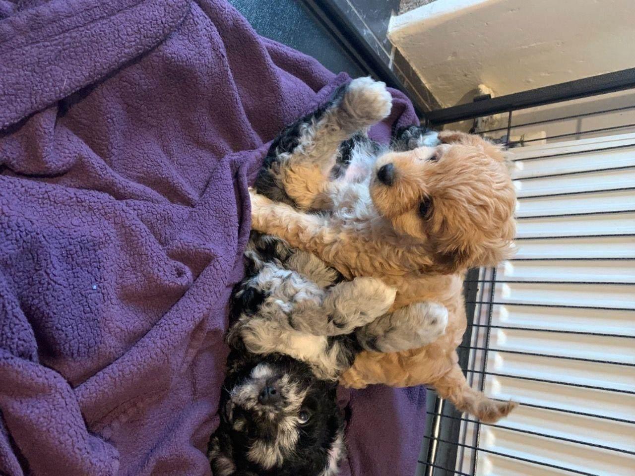 Cavapoo