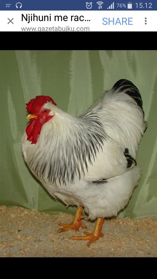 Inkubator