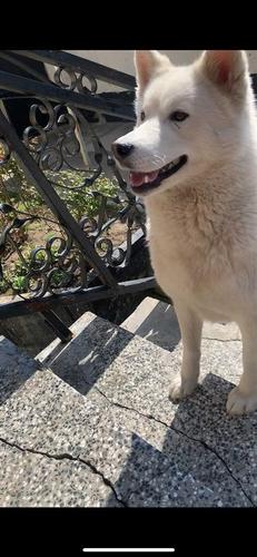 Shitet Husky