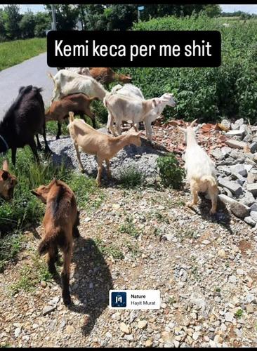 Keca