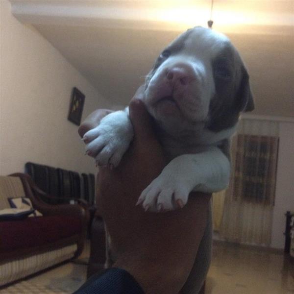 pitbull