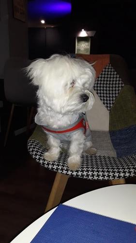 Maltezer