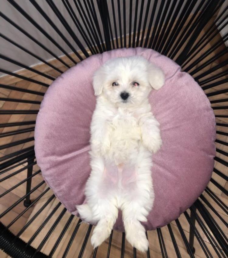 Maltezer