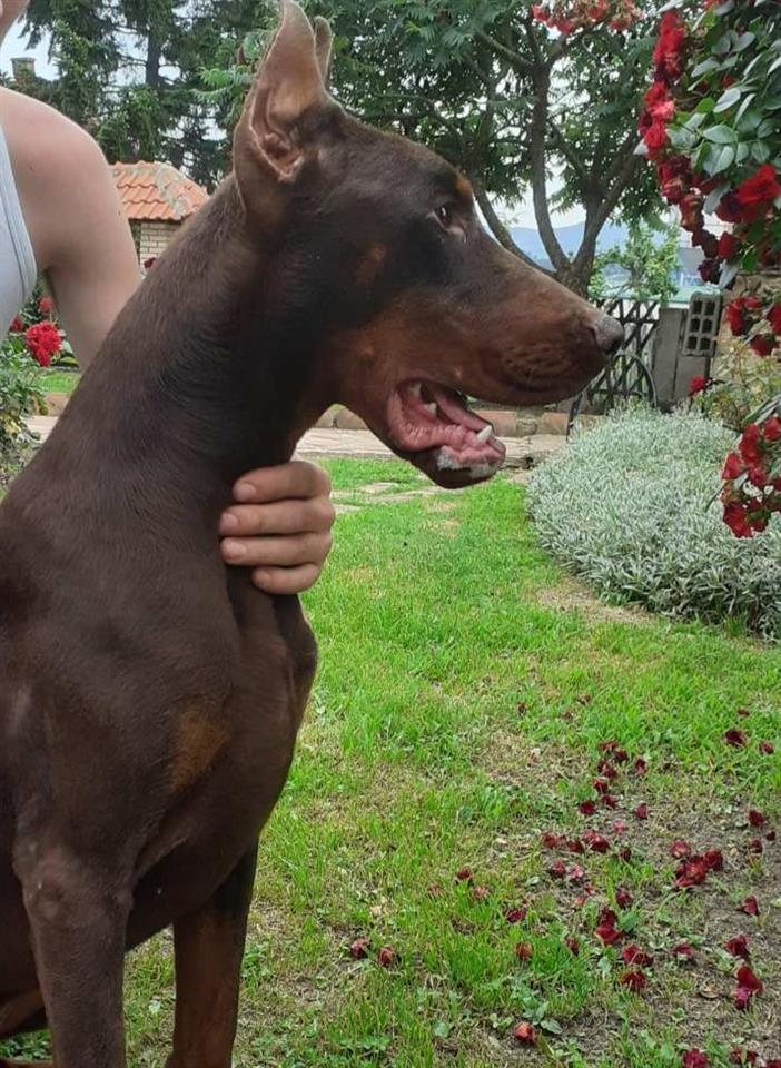 Doberman-