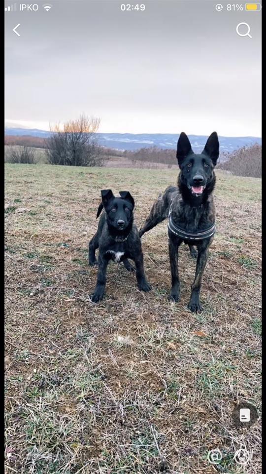 Dutchshepherd