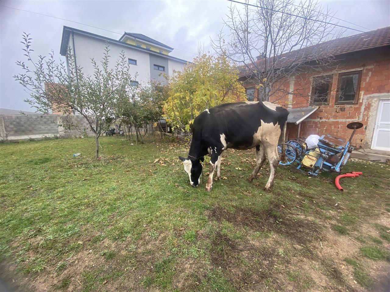 lop-barsa-