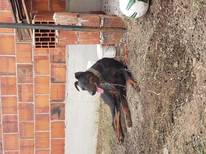 Doberman