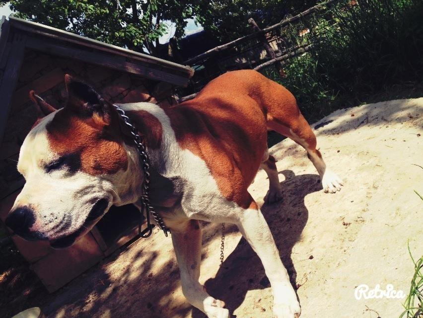 Pit-bull