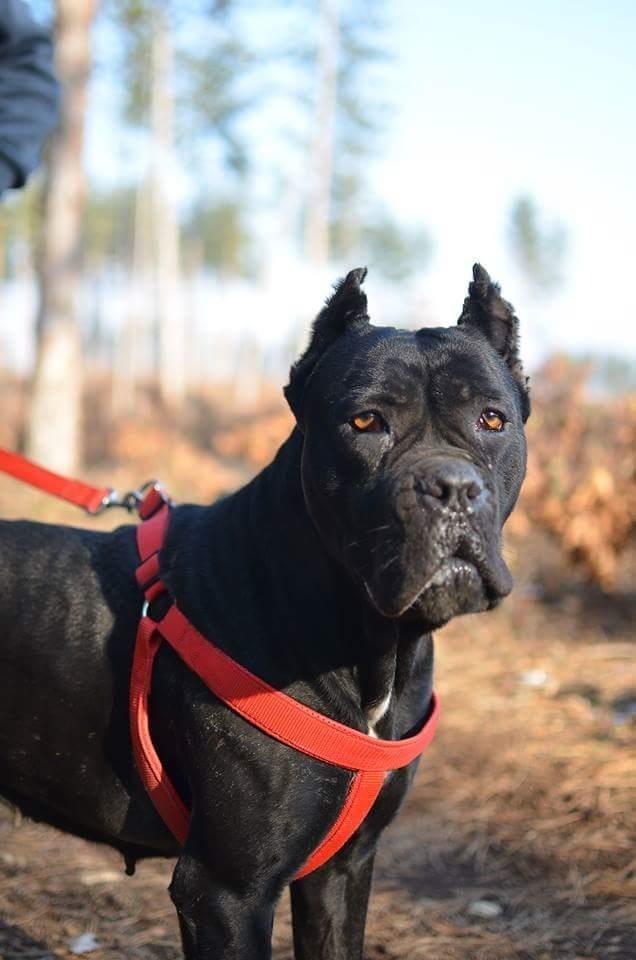 cane-corso
