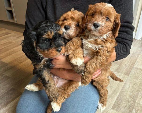 Këlyshët e bukur Cavapoo