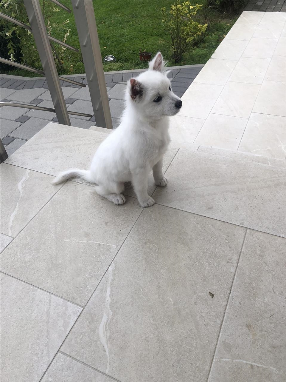 Mini-spitz