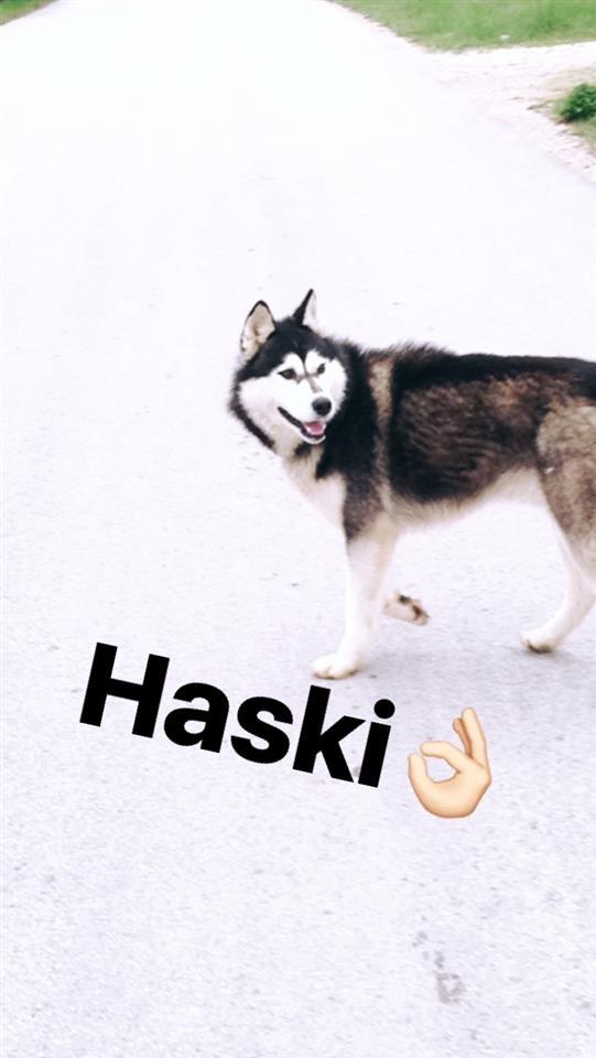 Haski