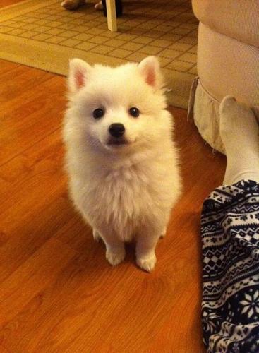 German spitz 