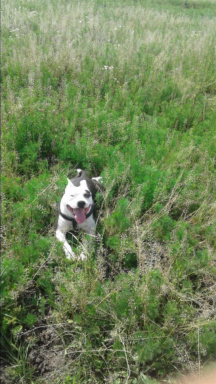 Pitbull