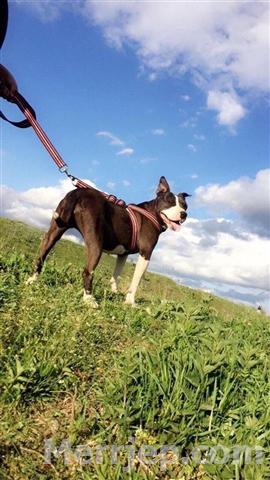 kafaz per qen pitbull