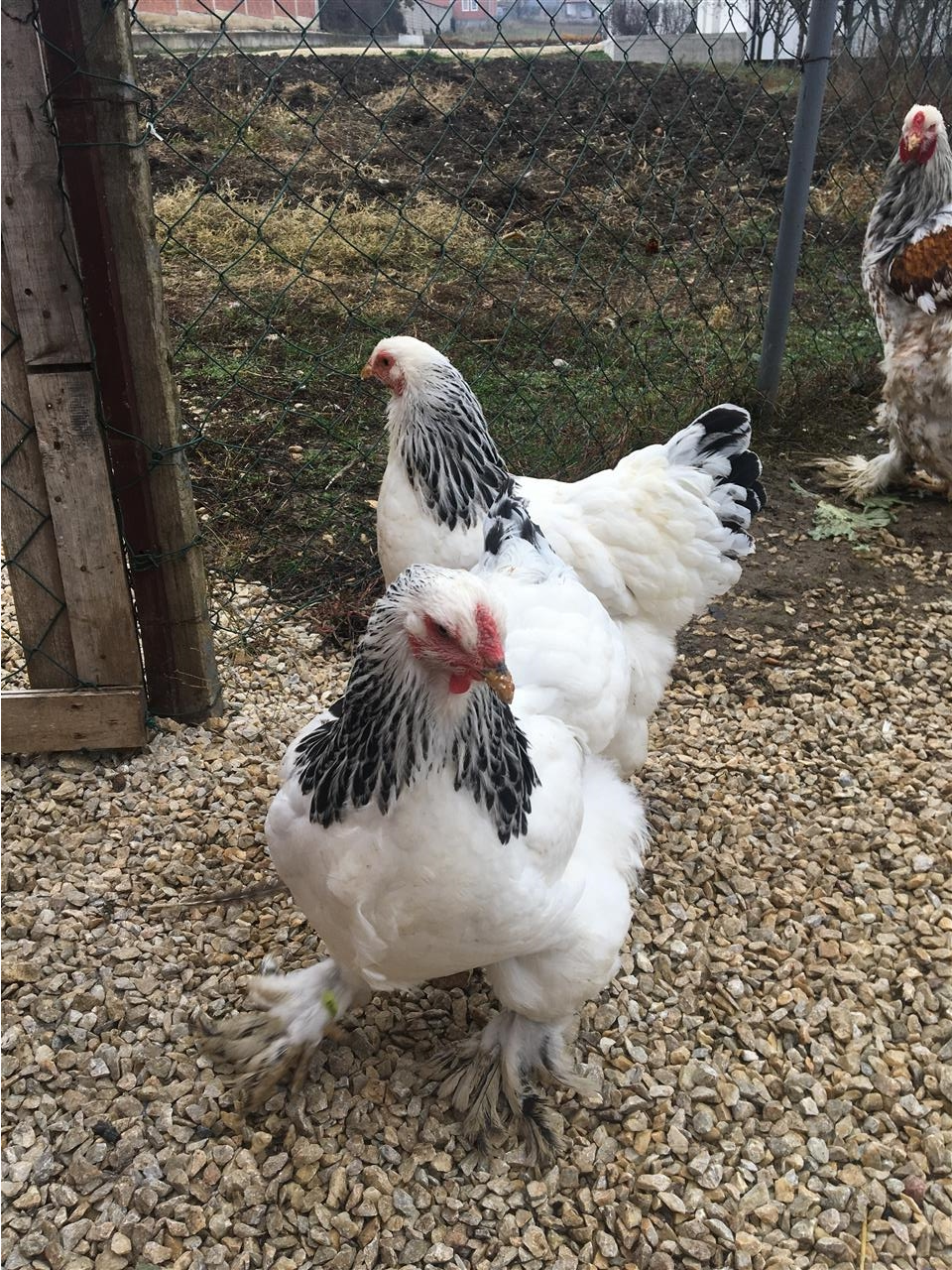 brahma-