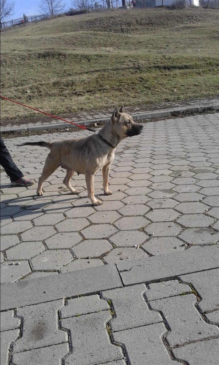 Pitbulle