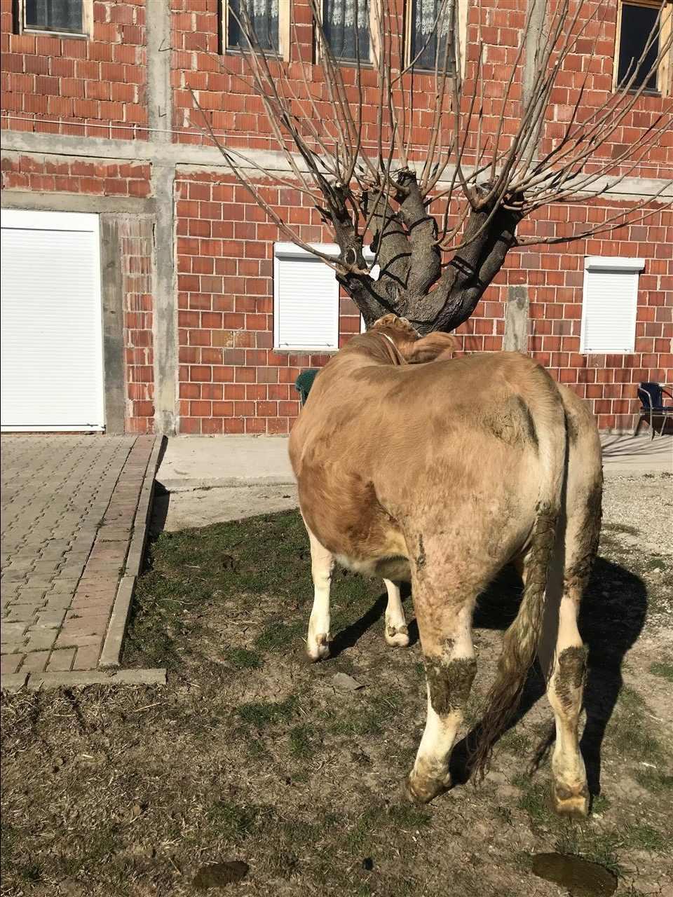 Mshtjerre
