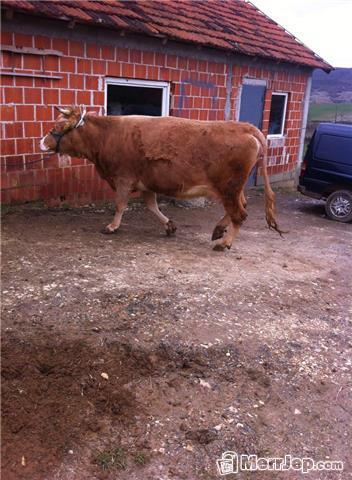 Lopa