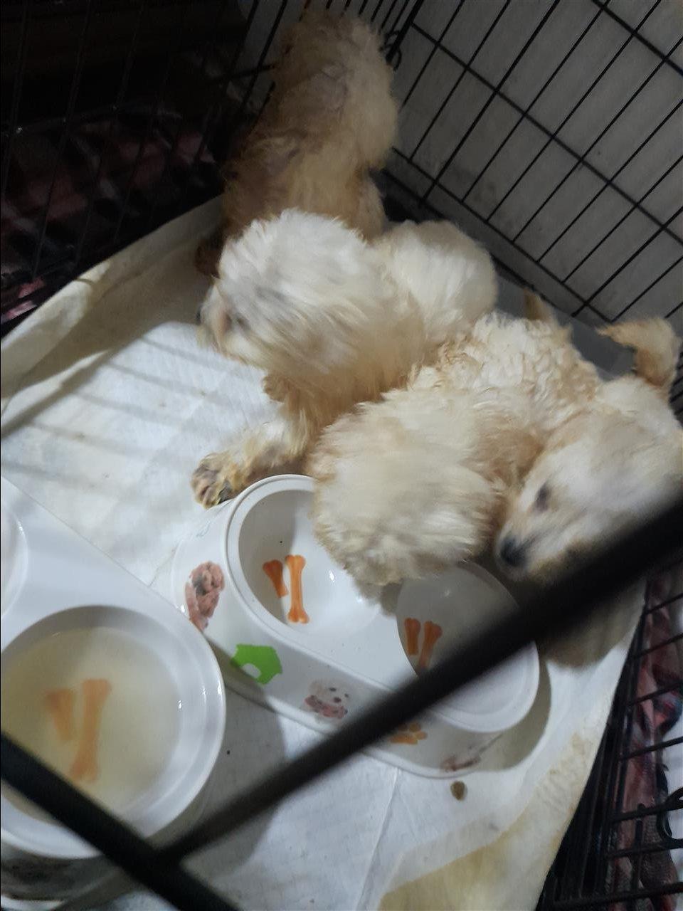 Bichon-frese