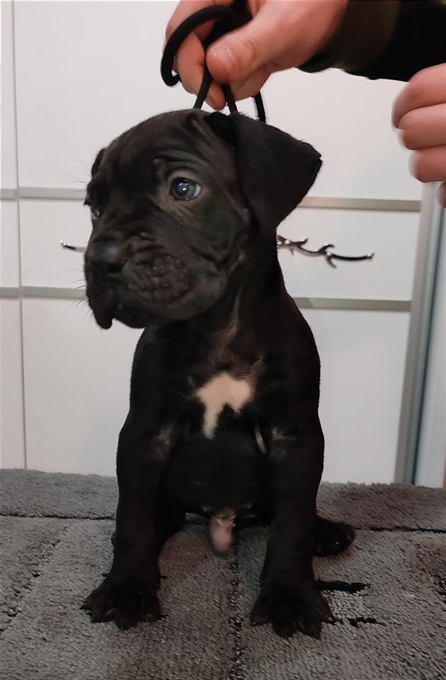 Cane-Corso