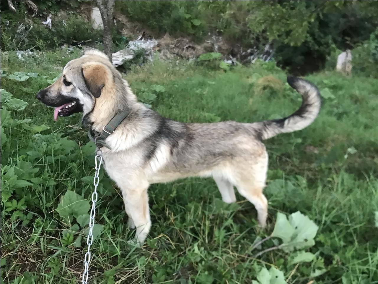 kangall
