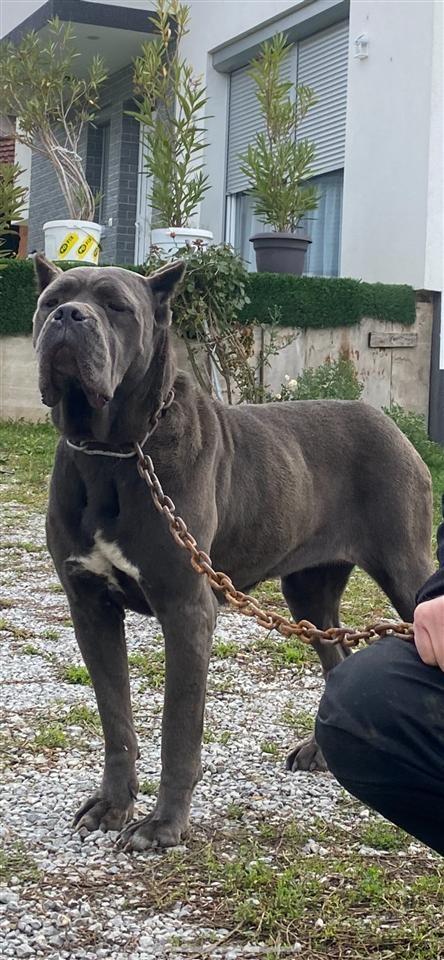 Cane-Corso