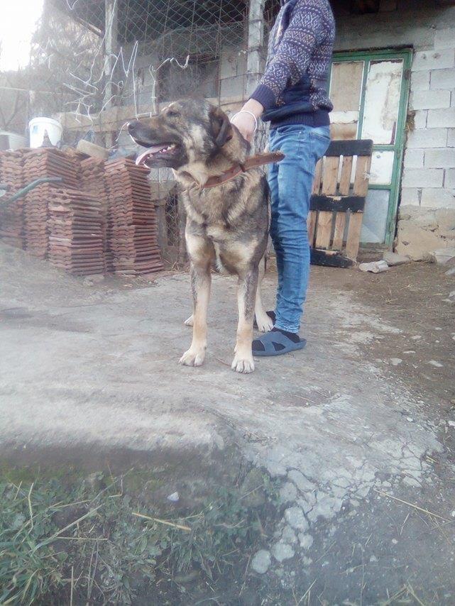 Rudi