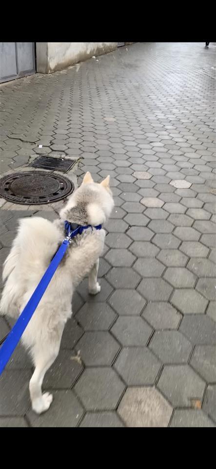Shitet-Husky