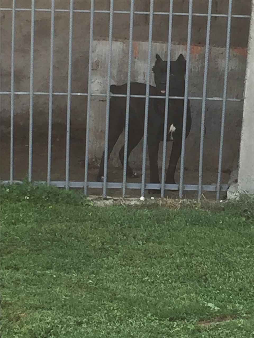 Cane-corso