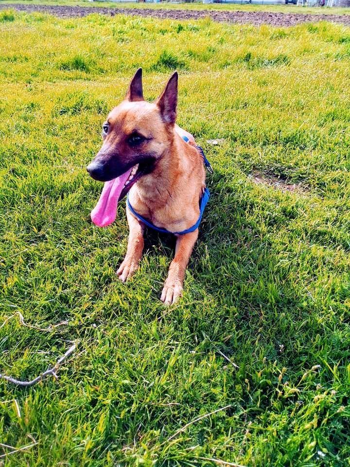 Malinois-