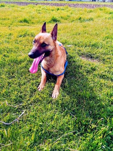 Malinois 