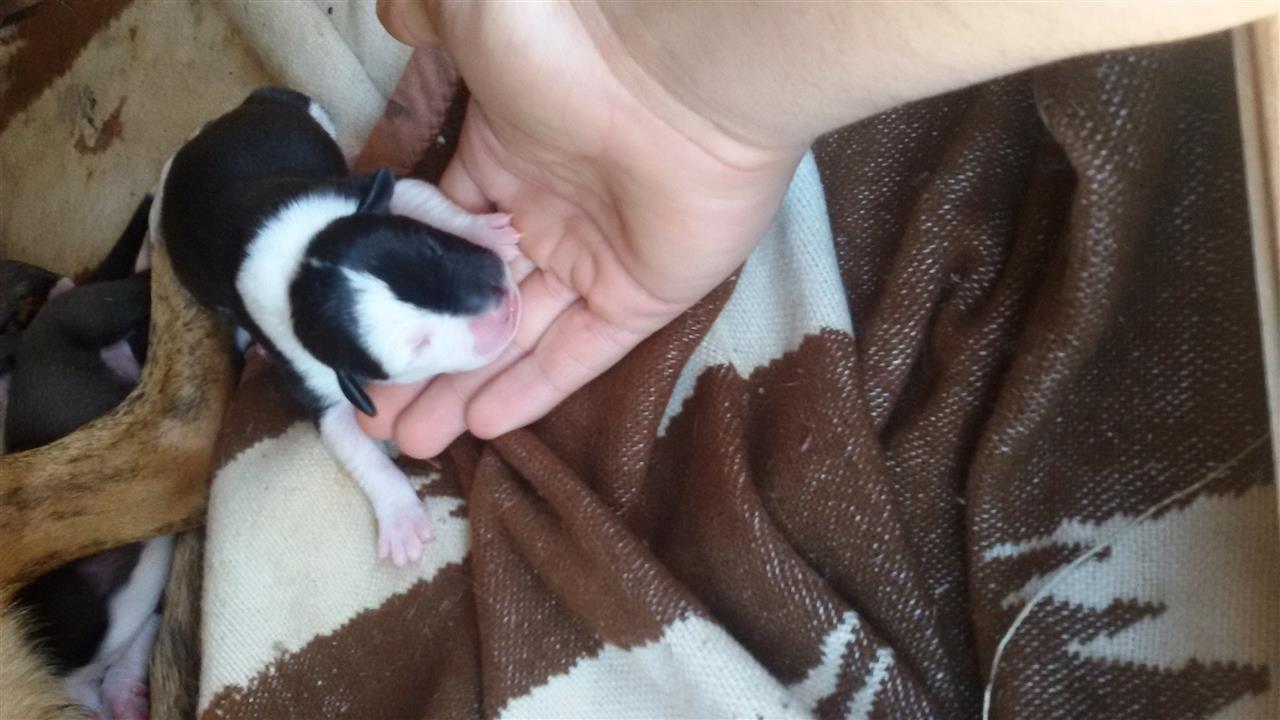 PITBULL