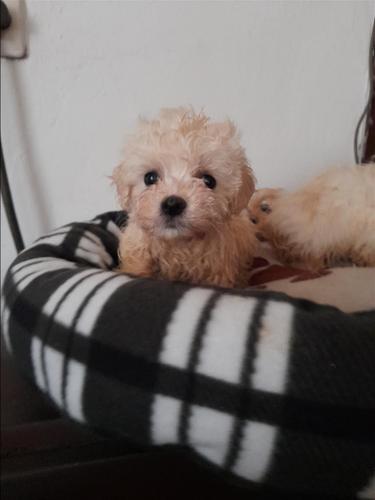 Bichon frese