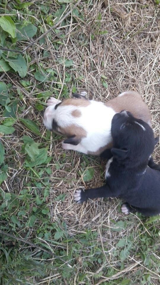 Pitbulla