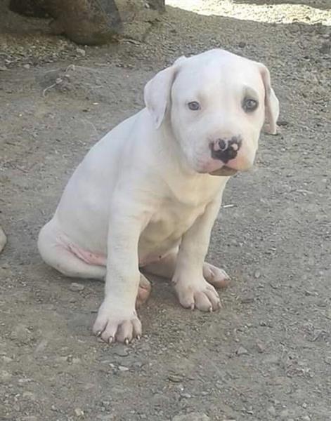 Pitbull-