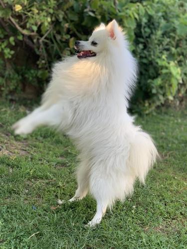 Minispitz 