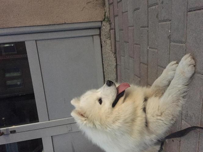 Samoyed 