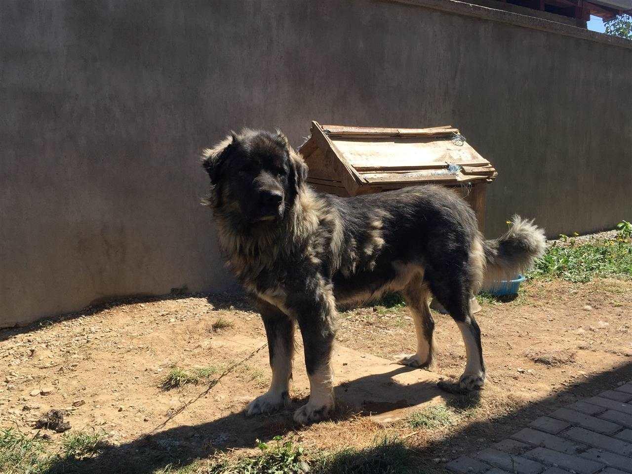 Qeni
