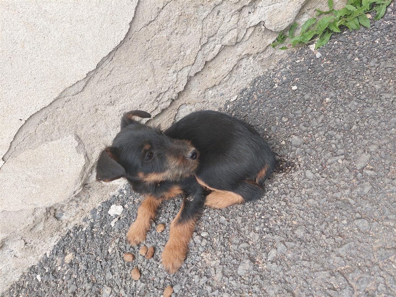 Terrier