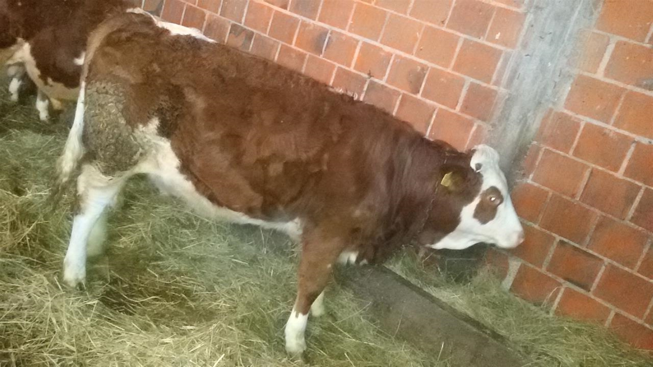 Shitet-mshtjerra-