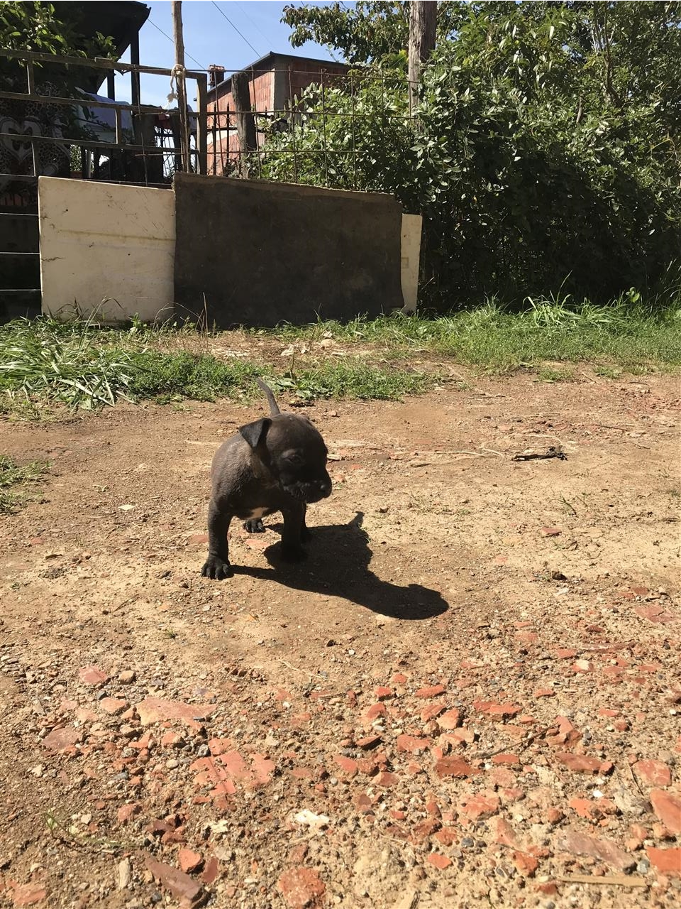 Pitbull