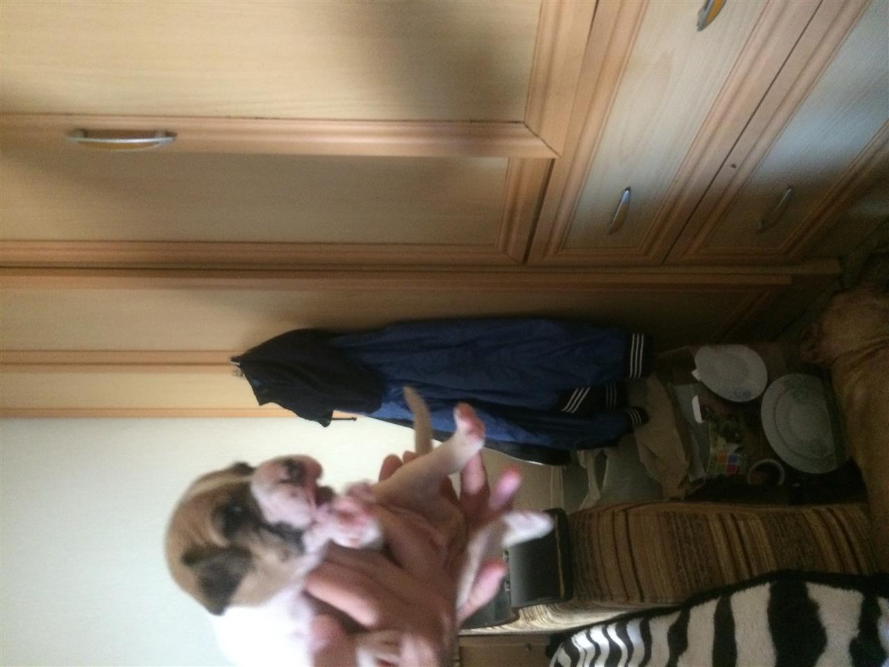 Pitbulla