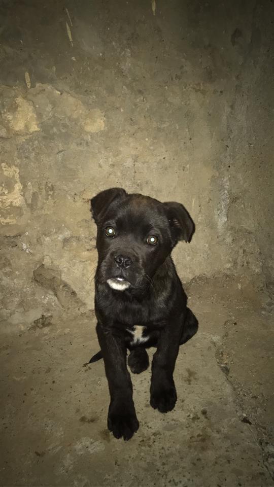 Shitet-Cane-Corso-