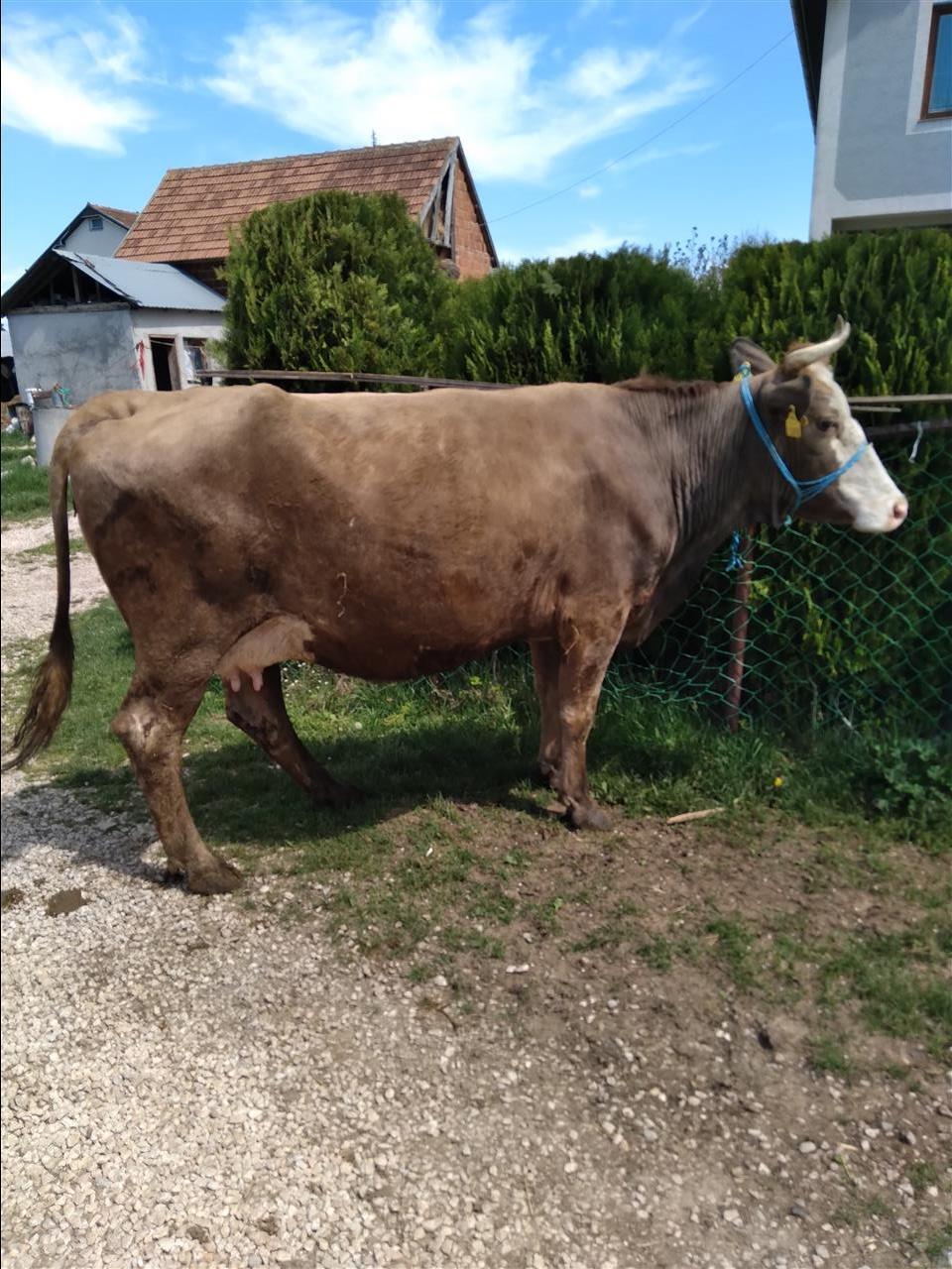 Lop-bars-